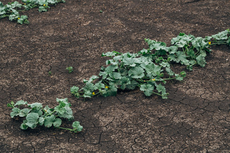 field of young watermelon shootsの写真素材