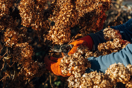 A gardener wearing gloves trims wilted hydrangea flowers before winter