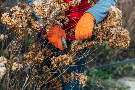 A gardener wearing gloves trims wilted hydrangea flowers before winter