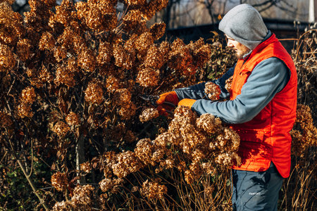 A gardener wearing gloves trims wilted hydrangea flowers before winterの写真素材