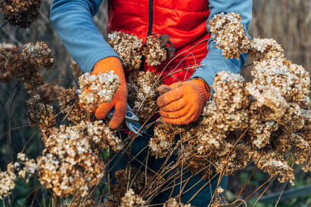 A gardener wearing gloves trims wilted hydrangea flowers before winter