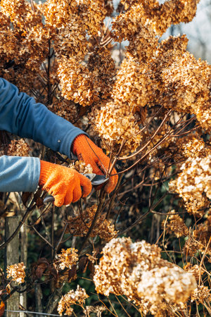 A gardener wearing gloves trims wilted hydrangea flowers before winterの写真素材
