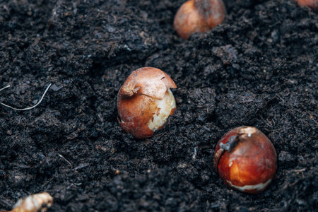 Preparation for spring planting of tulip bulbs in a flower garden. Planting tulip bulbs in the ground in the fall in your garden.の写真素材
