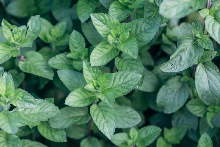 Green Mint Plant Grow Background.の写真素材