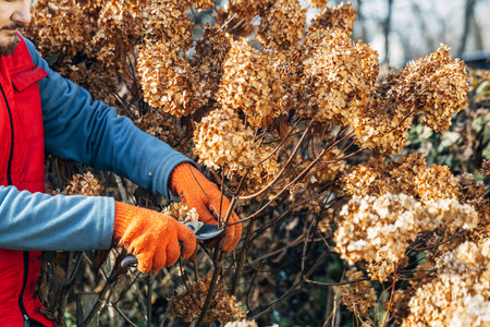 A gardener wearing gloves trims wilted hydrangea flowers before winterの写真素材