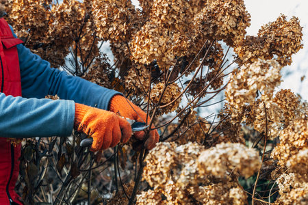 A gardener wearing gloves trims wilted hydrangea flowers before winterの写真素材