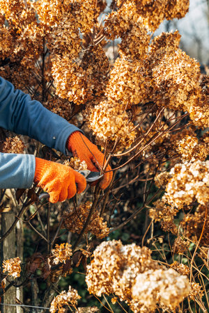 A gardener wearing gloves trims wilted hydrangea flowers before winterの写真素材