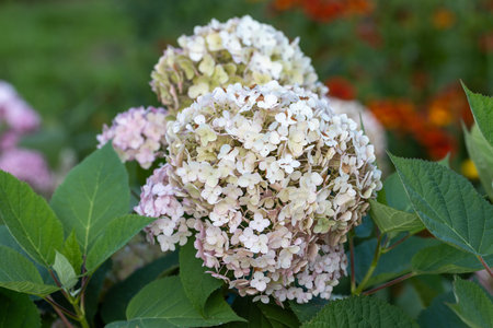 Hydrangea arborescens Candybelle Lollypop (Bubblegum) flowers in garden