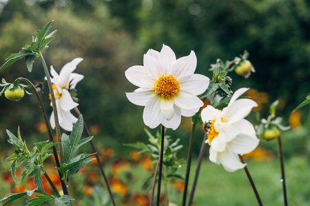 Close up of dahlia flower and bumblebee in gardenの写真素材
