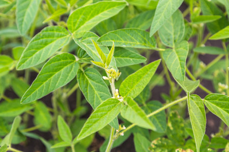 Fresh green soy plants on the field in spring. Rows of young soybean plantsの写真素材