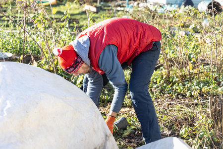 Winter Protection for Garden, winter shelter for garden plants, shelter rhododendronsの写真素材