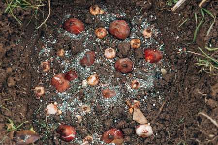 Tulip bulbs fall planting. Gardener puts bulbs in soil with ash. Autumn gardening work. Planting...