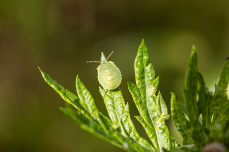 A Green Shield Bug Perched on a Leaf in the Warm Afternoon Light.