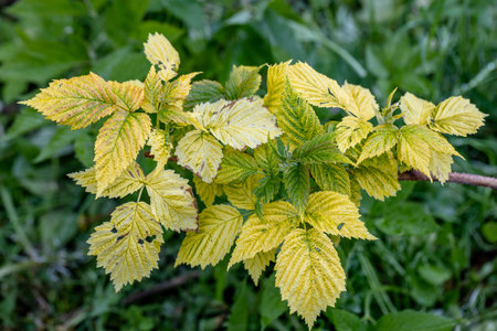 Raspberry plant with yellow leaves, green veins. Nutrient deficiency. Probably lack of iron