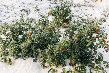 Vaccinium vitis idaea in the garden with berries under the snowの写真素材