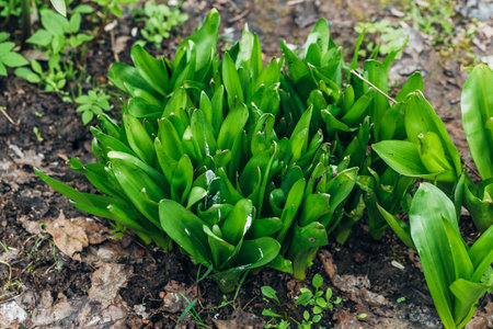 Green leaves of Colchicum in the garden in springの写真素材