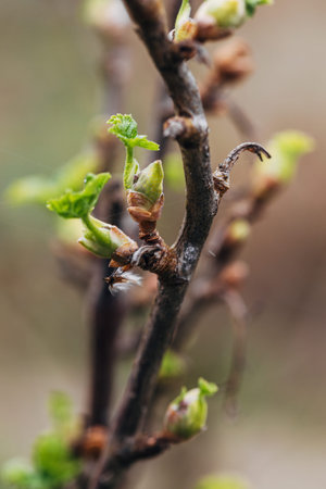 Blackcurrant Gall or Big Bud Mite pest. Infected enlarged round buds on young currant bush in Spring