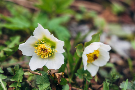 Hellebore flower (helleborus Niger) on a green backgroundの写真素材