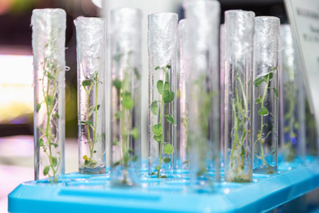 in vitro collection of transgenic potato plant and original varieties. tissue culture laboratoryの写真素材