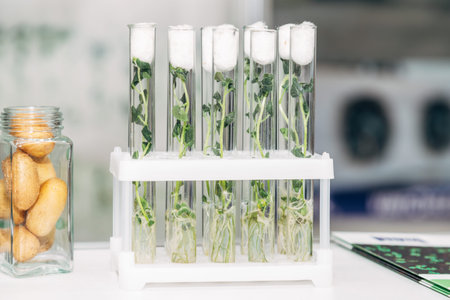 in vitro collection of transgenic potato plant and original varieties. tissue culture laboratory