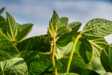 Soy flowers in sunny field. Green growing soybeans