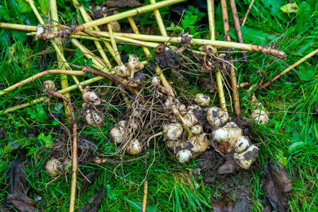 The Jerusalem artichoke harvest. Autumn organic vegetable garden.の写真素材