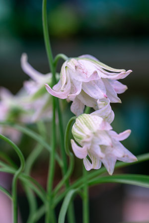 Fritillaria bucharica blossoms in the garden in springの写真素材