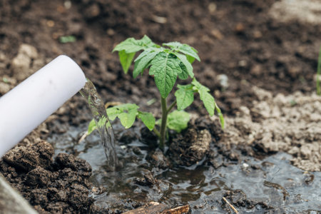 Watering tomato plant in vegetable garden. Organic gardeningの写真素材