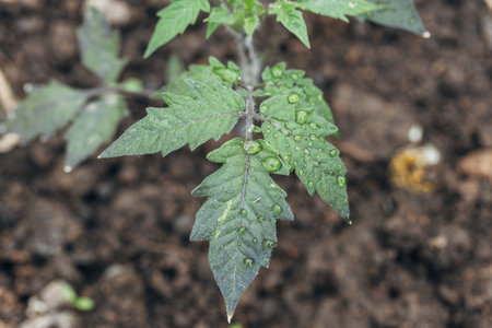 close up of beautiful tomato leaf texture with water droplets on the leaf