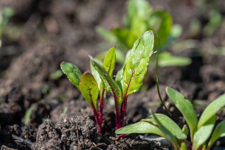 Young green beetroot plans on a path in the vegetable garden