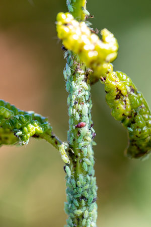 aphid on a young plum shoot