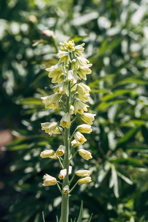 Blooming fritillaria persica with creamy green flowers in gardenの写真素材