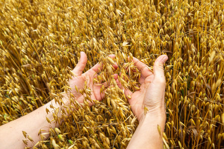 Hands touching golden ripe ears of oats in an oat field. Harvest time.の写真素材