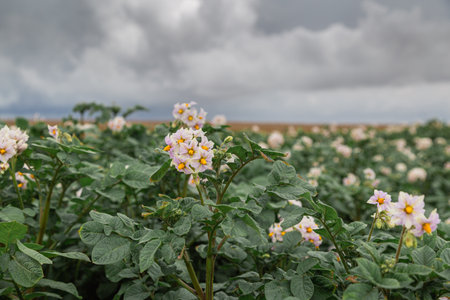 Potato flowers in a blooming potato field in summerの写真素材