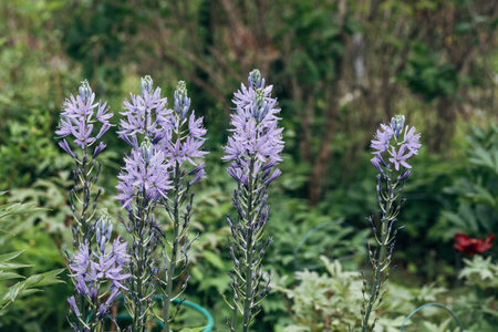 Camassia leichtlinii Caerulea flower in a garden