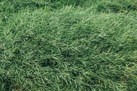 Green mustard pods growing at agriculture field