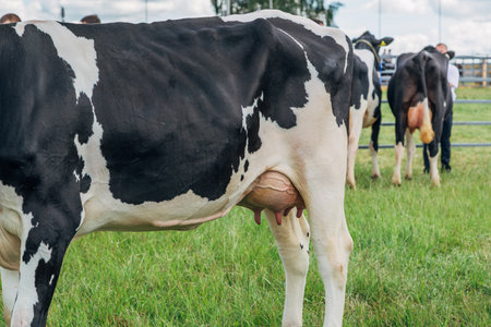 Close up of cow udder, young black and white holstein cow standing on green meadowの写真素材