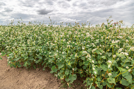 Close up of flowers of buckwheat. Blooming buckwheat fieldの写真素材