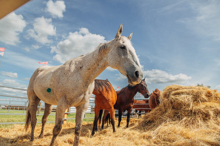 Portrait of a white-gray horse outdoorsの写真素材
