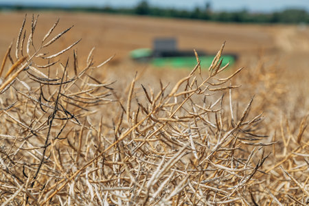 Rapeseed Brassica napus, ripe dry rapeseed in the field. Rapeseed stems before harvesting.の写真素材
