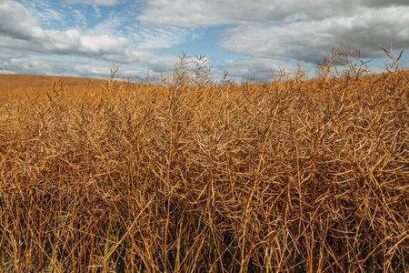 Rapeseed Brassica napus, ripe dry rapeseed in the field. Rapeseed stems before harvesting.
