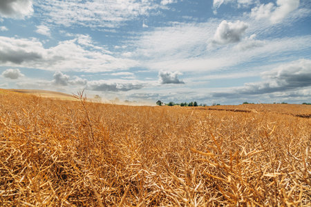 Rapeseed Brassica napus, ripe dry rapeseed in the field. Rapeseed stems before harvesting.の写真素材