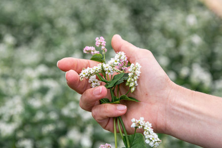 hand showing blooming buckwheat in the fall