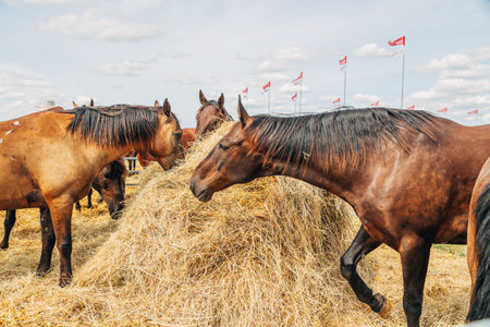 Portraits of Arabian stallions. Horsesの写真素材
