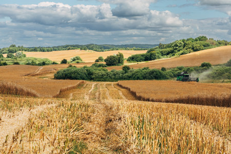 Kaliningrad, RUSSIA - July 27, 2022: Deutz-Fahr combine harvester cutting through tall rapeseed fieldの写真素材