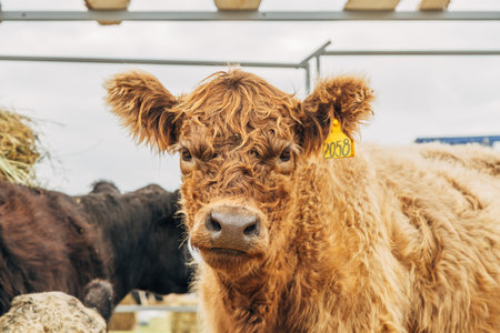 Galloway cattle breed for meat production