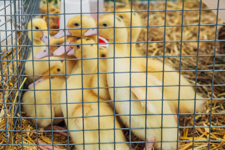 picture of ducklings in the cage
