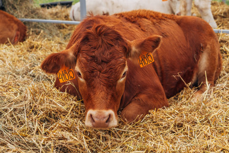 Portrait cows red jersey stand in stall eating hay. Dairy farm livestock industry.