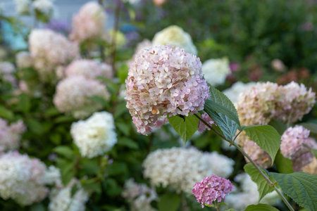 Hydrangea arborescens flowers in garden
