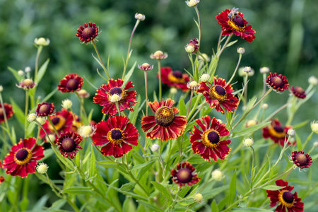 Natural closeup on the colorful orange blossoming common, Helenium autumnale , in the garden